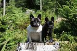 BOULEDOGUE FRANCAIS 070